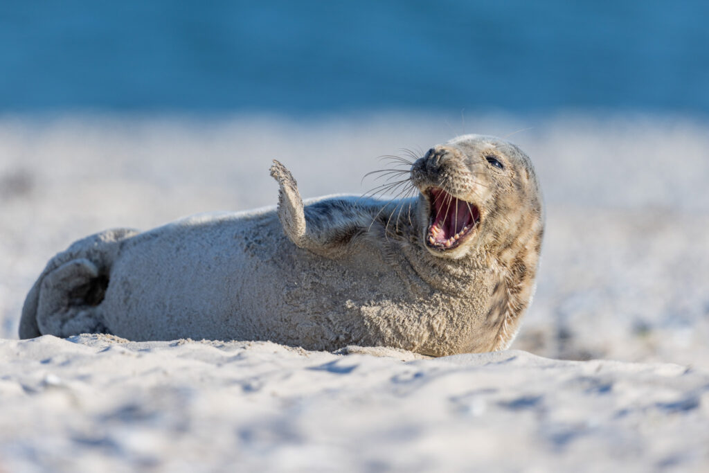 Foka szara zabawna poza plaza helgoland warsztaty fotograficzne ryszard warchol 0001 s0a5045