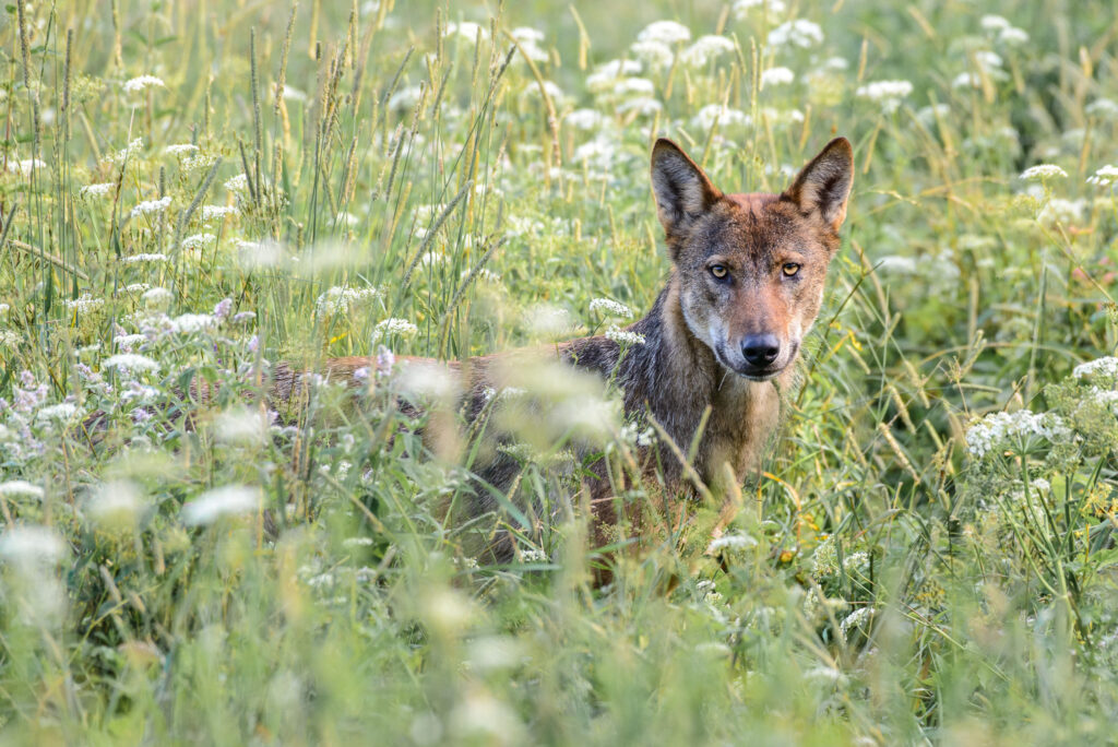 Mlody wilk bieszczady las laka polska warsztaty fotograficzne ryszard warchol 0001 rw00333
