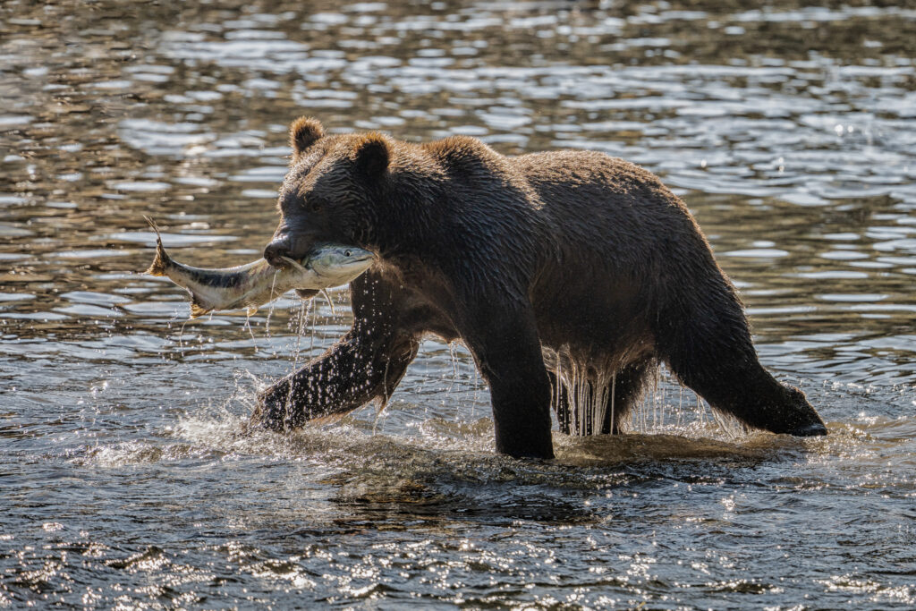 Niedzwiedz-brunatny-grizzly-vancouver-island-kanada-warsztaty-fotograficzne-krakow-warchol-ryszard