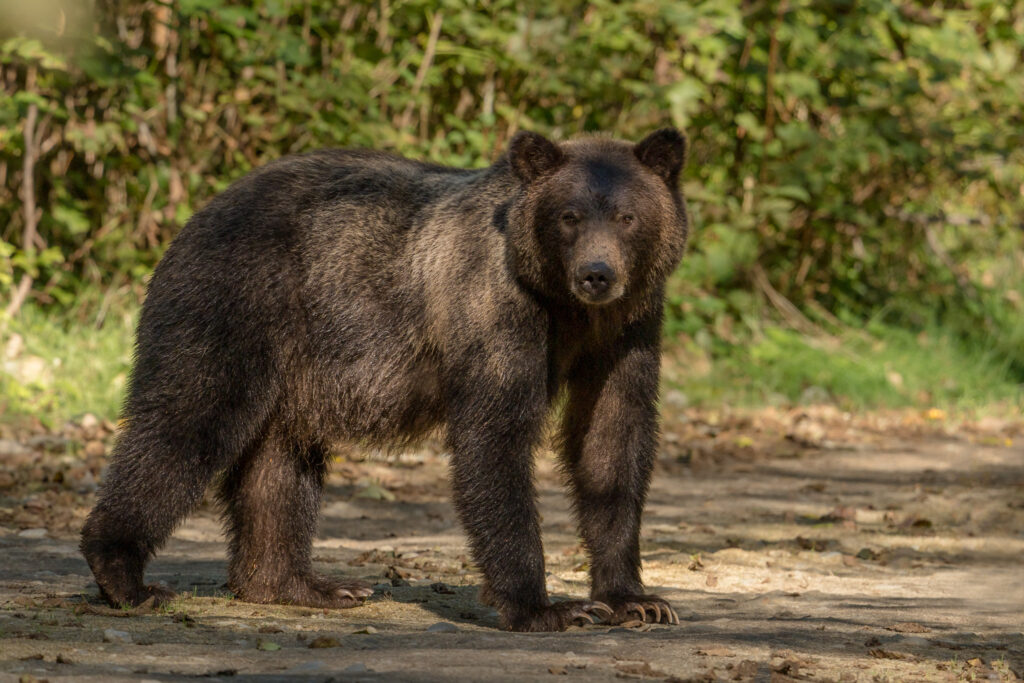 Niedzwiedz brunatny grizzly vancouver island kanada warsztaty fotograficzne ryszard warchol 0001
