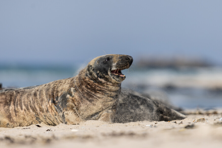 Foka szara odpoczywająca i wylegująca się na rozgrzanym słońcem piasku plaży na wyspie Düne koło Helgolandu. Foka szara odpoczynek plaza dune helgoland warsztaty fotograficzne ryszard warchol 0001 s0a4722
