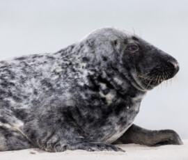 Foka szara wylegująca się spokojnie na piaszczystym wybrzeżu wydmowej wyspy Düne koło Helgolandu. Foka szara odpoczynek plaza dune helgoland warsztaty fotograficzne ryszard warchol 0001 s0a8472