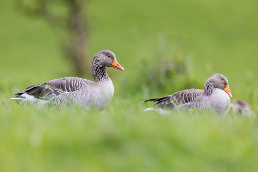 Gengawa ges anaser laka trawa helgoland warsztaty fotograficzne ryszard warchol 0001 s0a0914