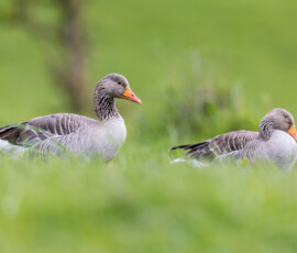 Gengawa ges anaser laka trawa helgoland warsztaty fotograficzne ryszard warchol 0001 s0a0914