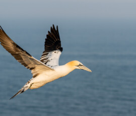 Gluptak lot nad morzem pacyfik helgoland warsztaty fotograficzne ryszard warchol 0001 dsc4633