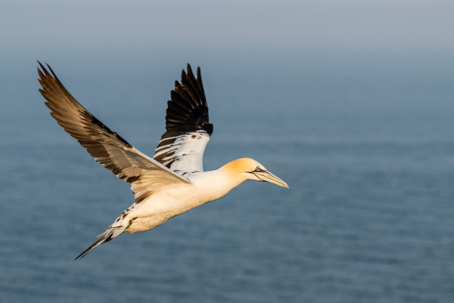 Gluptak lot nad morzem pacyfik helgoland warsztaty fotograficzne ryszard warchol 0001 dsc4633