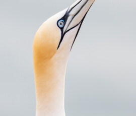 Gluptak polnocny portret pionowy dziob helgoland warsztaty fotograficzne ryszard warchol 0001 s0a5381