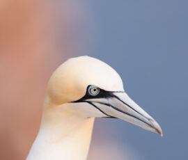 Gluptak zwyczajny portret profil helgoland warsztaty fotograficzne ryszard warchol 0001 s0a5786