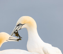 Gluptaki polnocne para taniec godowy helgoland warsztaty fotograficzne ryszard warchol 0001 s0a5411