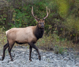 Majestatyczny byk jelenia kanadyjskiego wapiti, sfotografowany na tle dzikiego krajobrazu Kolumbii Brytyjskiej. Jelen kanadyjski wapiti vancouver island kanada warsztaty fotograficzne ryszard warchol 0001