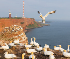 Kolonia gluptakow klify morze helgoland warsztaty fotograficzne ryszard warchol 0001 s0a5588