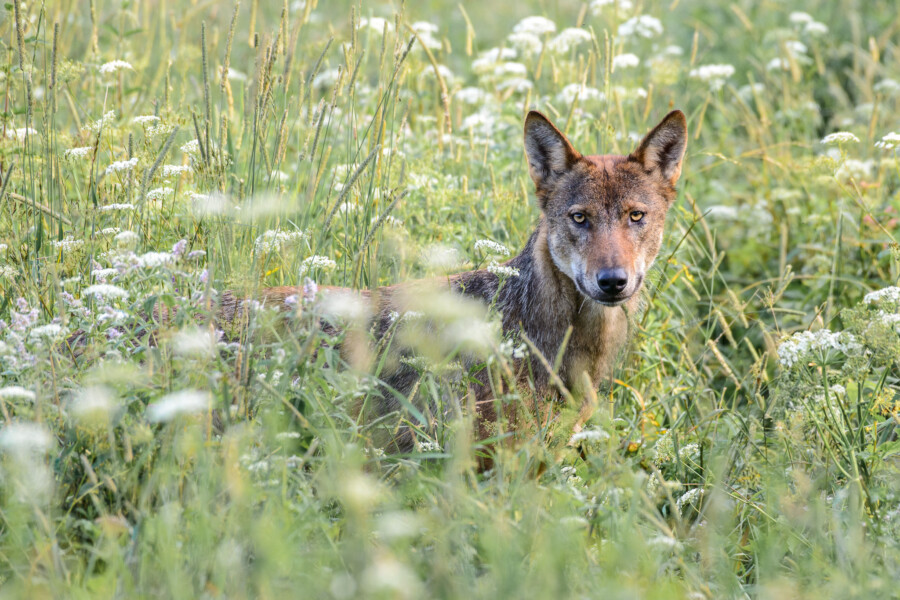 Młody wilk szary czujnie spoglądający zza wysokich traw na bieszczadzkiej łące. Mlody wilk bieszczady las laka polska warsztaty fotograficzne ryszard warchol 0001 rw00333