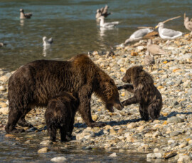 Niedźwiedź grizzly eksplorujący dziki, kamienisty brzeg rzeki w kanadyjskiej prowincji Kolumbia Brytyjska. Niedzwiedz-brunatny-grizzly-vancouver-island-kanada-warsztaty-fotograficzne-krakow-warchol-ryszard