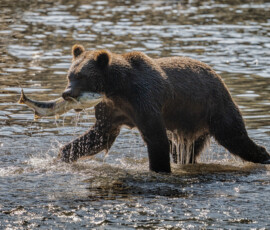 Grizzly brodzący w płytkiej wodzie podczas widowiskowego sezonu polowań na łososie w Kanadzie. Niedzwiedz-brunatny-grizzly-vancouver-island-kanada-warsztaty-fotograficzne-krakow-warchol-ryszard