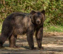 Niedźwiedź grizzly, zaskakujące spotkanie oko w oko podczas wyprawy fotograficznej na Vancouver Island w Kanadzie. Niedzwiedz brunatny grizzly vancouver island kanada warsztaty fotograficzne ryszard warchol 0001