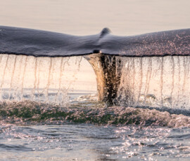 Płetwa ogonowa humbaka (długopłetwca oceanicznego) majestatycznie wynurzająca się z oceanu u wybrzeży Kanady. Walen potwora humbak ogon vancouver island kanada warsztaty fotograficzne ryszard warchol 0001